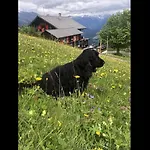 Bergpension Battagliahuette Malix